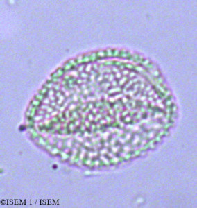 Anthurium coriaceum - lame n° 16756